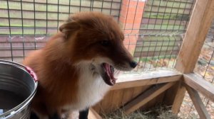 Лиса-Алиса. Лис Игнис встал не с той лапы