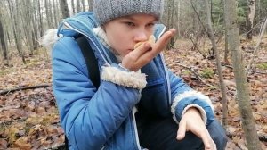 За ГРИБАМИ в НОЯБРЕ! Ищем гриб ФЛАММУЛИНА (зимний опёнок)!