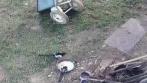 Сороки проверяют кошку      ПОДПИШИСЬ