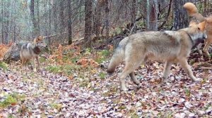 Видео фото ловушки