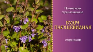 Полезное применение сорняков Будра плющевидная