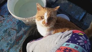 Остались без рыбы!