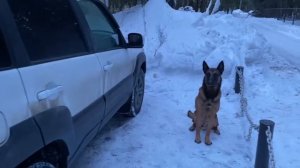 Собака детейлер!🤣🥰🤣