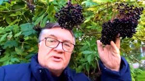 Съедобная красавица