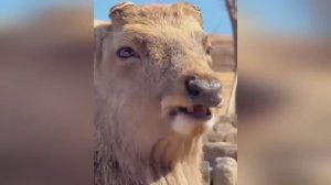 смешные видео про животных