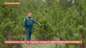 Сохраним лес: 10 тысяч новых сосен высадили в Ростовской области