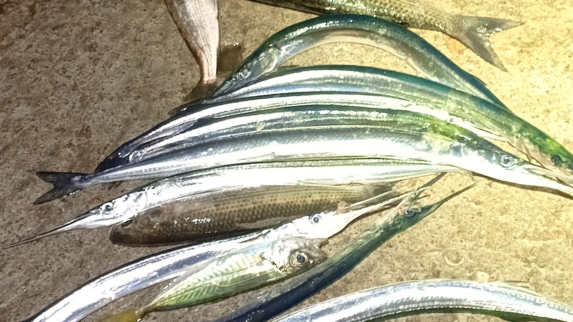 Как ловить Саргана на бомбарду.Рыбалка в Чёрном море Крым. смотреть онлайн