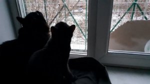 Дома, на окошке.