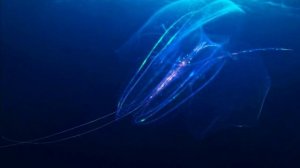 Подводные ОБИТАТЕЛИ !