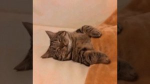 котик спит
