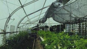 Теплица-сумерки-атмосфера