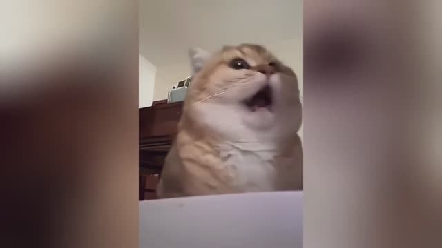 смешные животные видео приколы