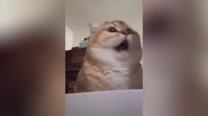 смешные животные видео приколы