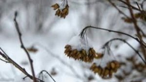 7 ноября - Дедовские плачи Народные традиции и приметы