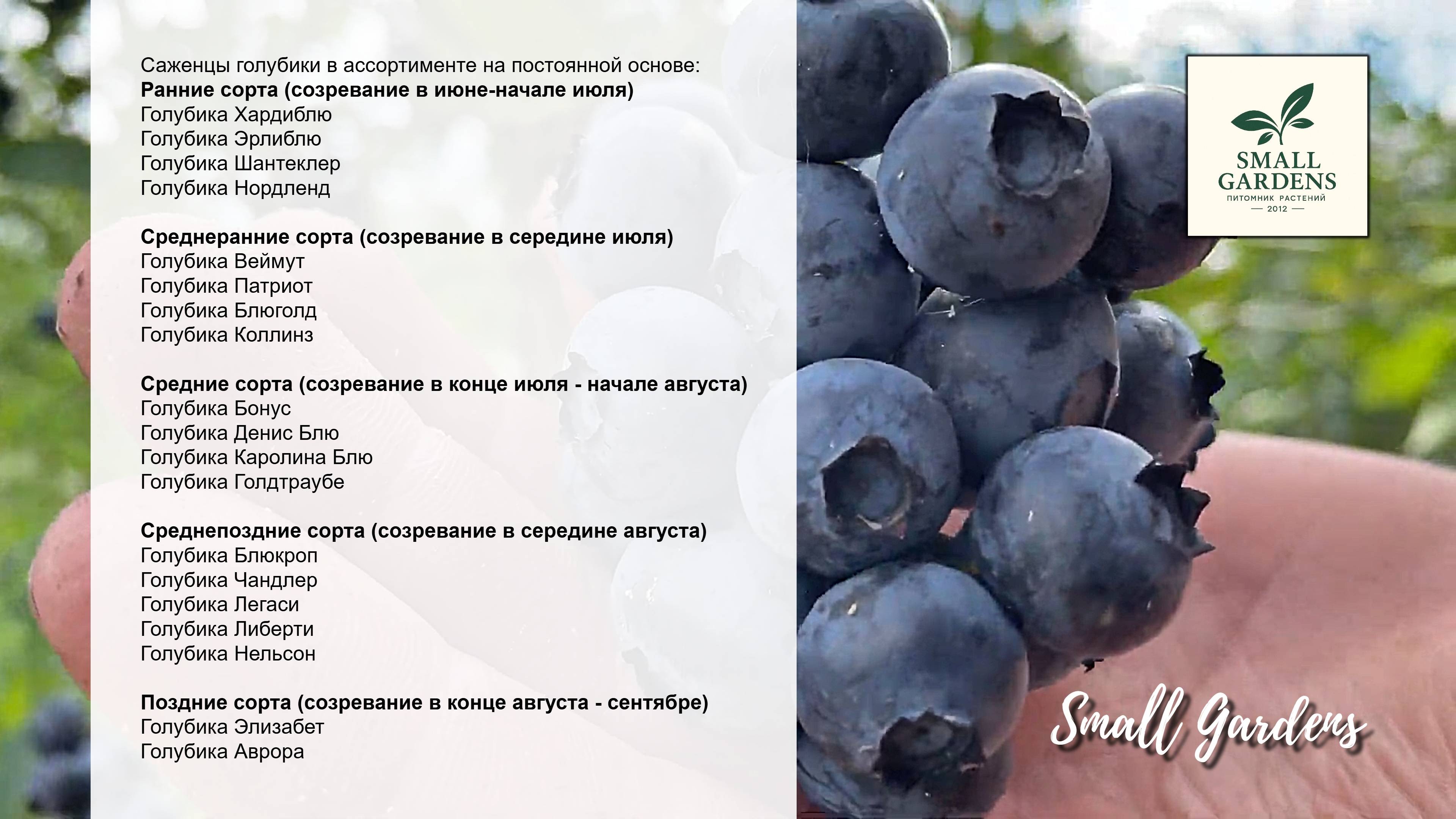 Саженцы голубики Ранние Средние и Поздние сорта с питомника Small Gardens
