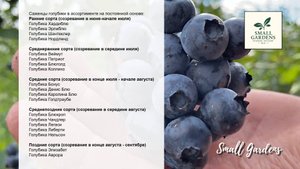 Саженцы голубики Ранние Средние и Поздние сорта с питомника Small Gardens