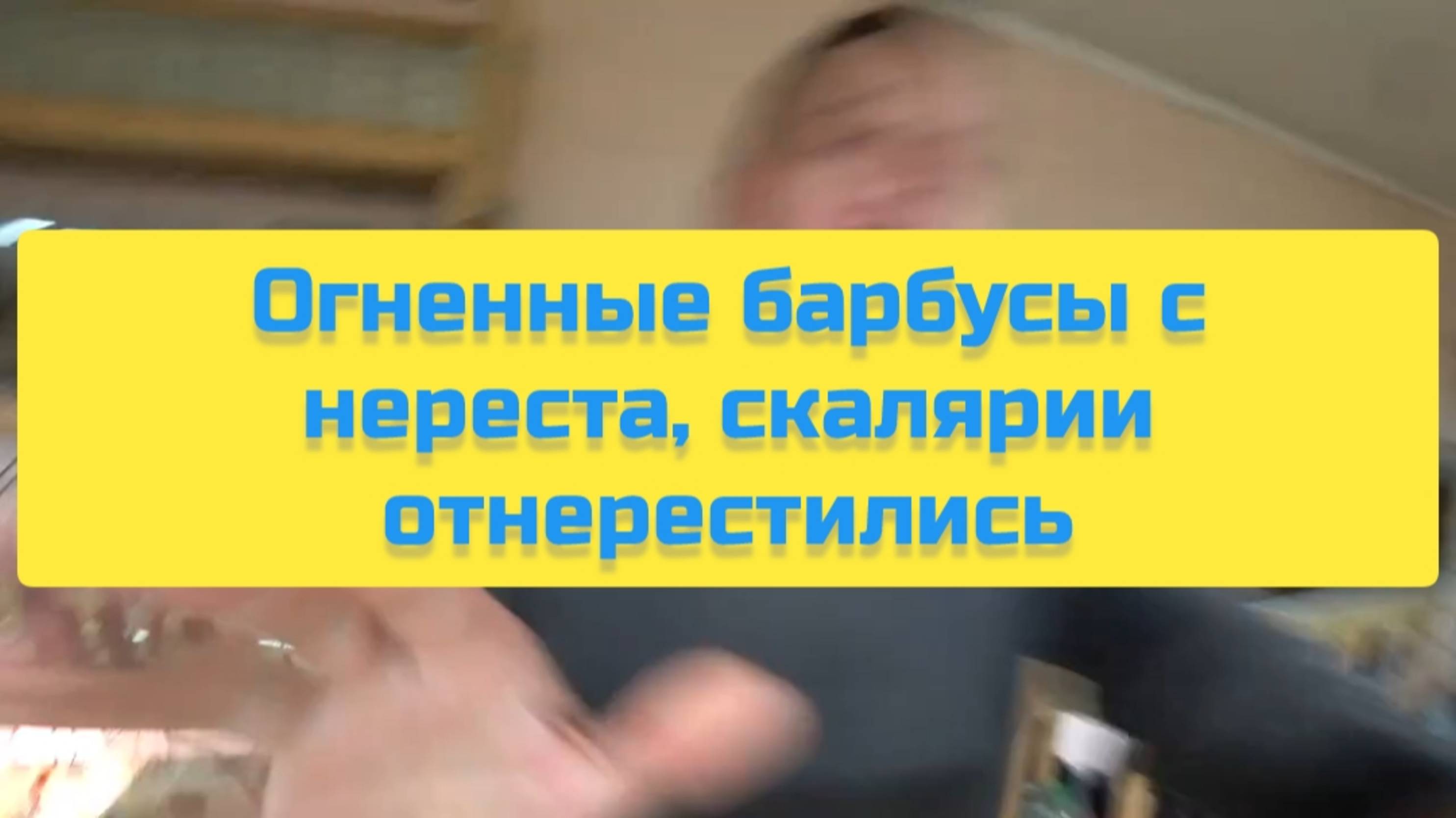 ОГНЕННЫЕ БАРБУСЫ С НЕРЕСТА, СКАЛЯРИИ ОТНЕРЕСТИЛИСЬ смотреть онлайн
