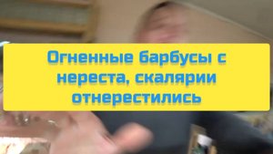 ОГНЕННЫЕ БАРБУСЫ С НЕРЕСТА, СКАЛЯРИИ ОТНЕРЕСТИЛИСЬ