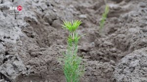 Лес рубят – штрафы летят