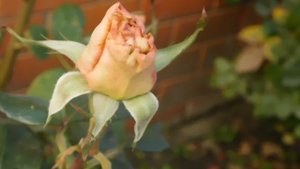 05=11=2025  уни  ПВН   (56)