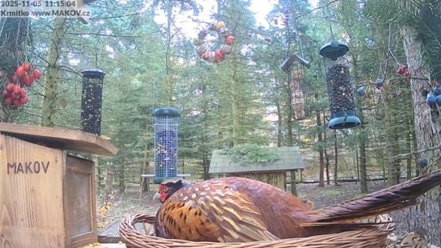 Фазан покушал и прилег здесь же спать