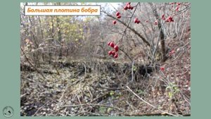 Большая плотина бобра снова в работе - заводь наполнилась водой. Входы в норы снова спрятаны