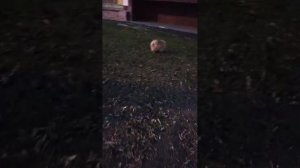 Мы идём гулять с собакой! | 6-ноя-2025