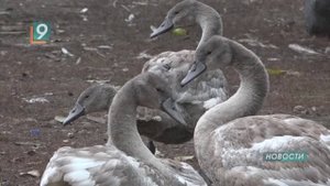 Новости Старого Оскола от 6 ноября