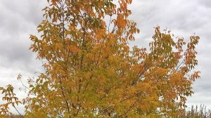 новая ротация моих вышивальных будней