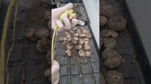 05.11.2025 г. Готовлю клубни каллы на зимнее хранение.