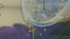 Возня на разводне. Пересадил 150 мальков Гуппи