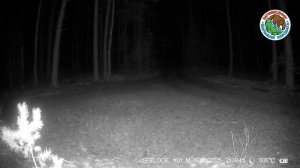 17.10.2025.Лисица.Заповедник Большая Кокшага.Рыжая плутовка в вечерное время ищет себе питание