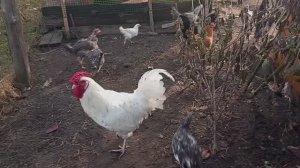 Петюня в шоке- девок нет. Йодовые шашки, известь- чистка и дезинфекция птичника.