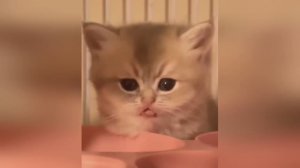 смешные животные видео смотреть