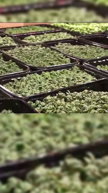 Что нужно делать? СИЯТЬ! смотреть онлайн