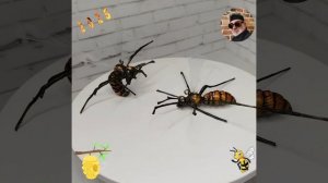 Ещё 2 осы но не боись