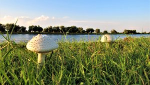 Астраханские грибы