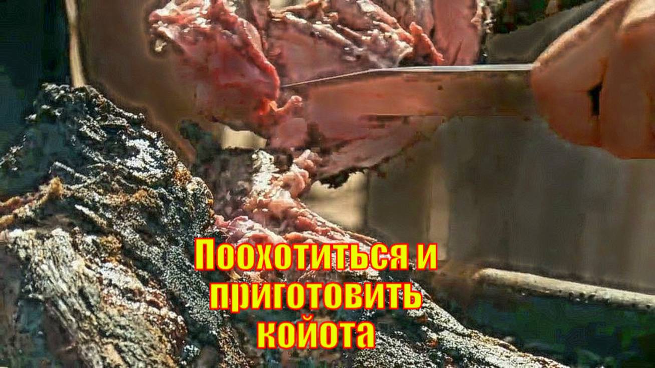 Поохотиться и приготовить койота