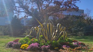 Бал хризантем в санатории Пирогова