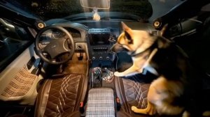 Типичный собак уазовода )