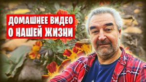 ❗️ Работы на участке / Пятигорские шубы в Донецке / Наши кошки и вкусняшки 😺🍽