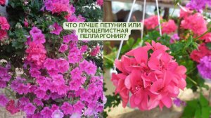 Плющелистная пеларгония: Обзор, уход и сравнение с петунией