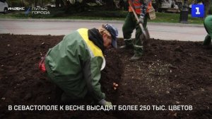 В Севастополе к весне высадят более 250 тыс. цветов