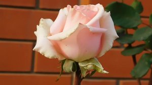 05=11=2025  уни  ПВН   (95)