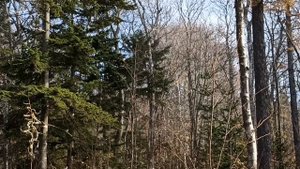 Белочка почесуха.mp4