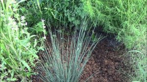 БУЛАВОНОСЕЦ - неповторимый декоративный злак для вашего сада