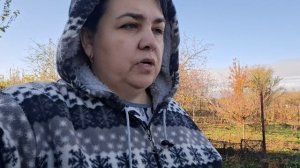 Хотели посадить лук и чеснок, но сыро