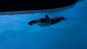 тихое место, человек и пароход