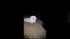 АХХАХАХАХА СМОТРИТЕ ОН КАЖИСЬ ЛЮБИТ ЯБЛОКО КОТГУСИНЕЦА:ААААААААААААААААААААААААААА ААААА