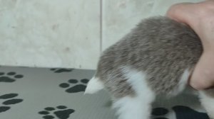 Бело лиловый щенок чихуахуа #цена 35 тр #купитьщенкапродаючихуахуа +79215950848